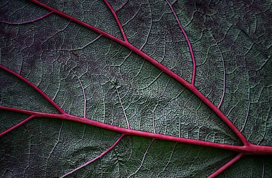 Meridians of the human body