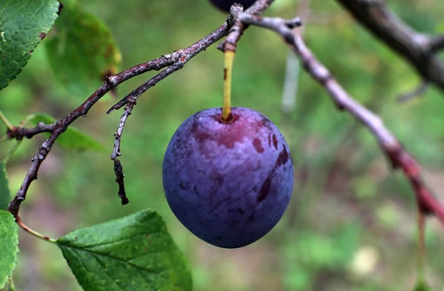 Essence, Qi, Blood, and Body Fluid