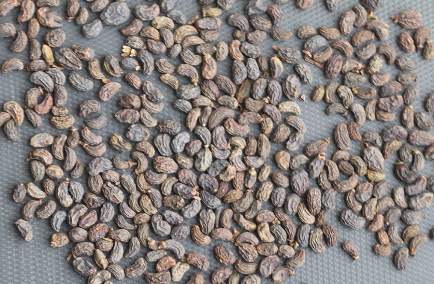 Fructus Ligustri Lucidi（Nu Zhen Zi）